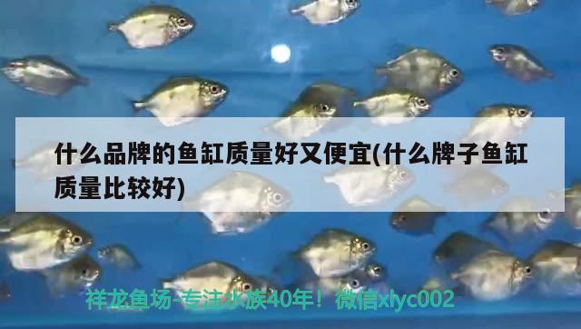 什么品牌的魚缸質(zhì)量好又便宜(什么牌子魚缸質(zhì)量比較好) 黃金夢幻雷龍魚