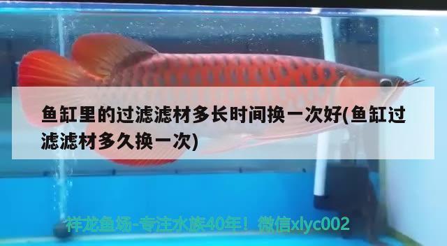 魚缸里的過濾濾材多長時(shí)間換一次好(魚缸過濾濾材多久換一次) 黃吉金龍（白子金龍魚）