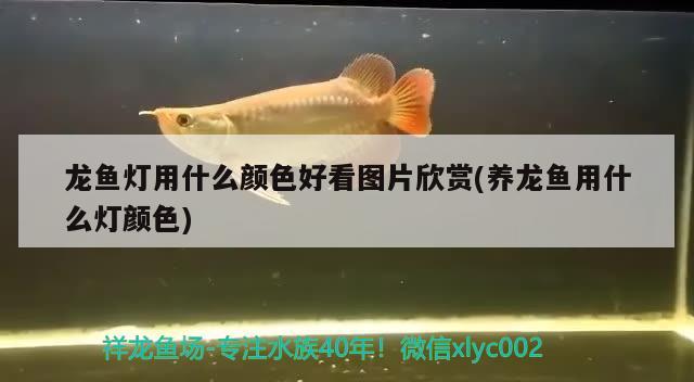 龍魚燈用什么顏色好看圖片欣賞(養(yǎng)龍魚用什么燈顏色)