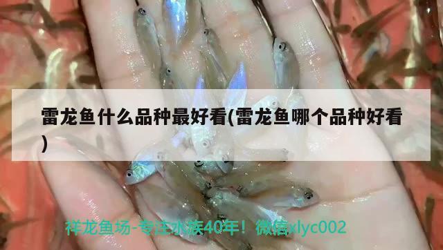 雷龍魚什么品種最好看(雷龍魚哪個(gè)品種好看) 魚缸水泵