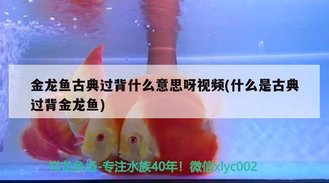 金龍魚古典過背什么意思呀視頻(什么是古典過背金龍魚)