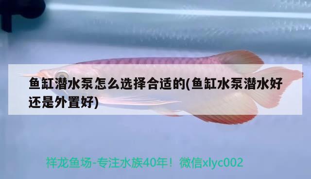 魚缸潛水泵怎么選擇合適的(魚缸水泵潛水好還是外置好) 魚缸水泵