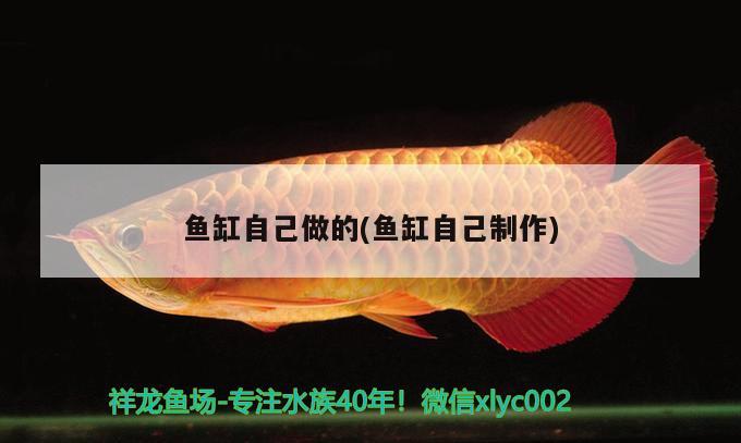 養(yǎng)魚的數(shù)量：魚缸容量和養(yǎng)魚的數(shù)量 觀賞魚 第3張