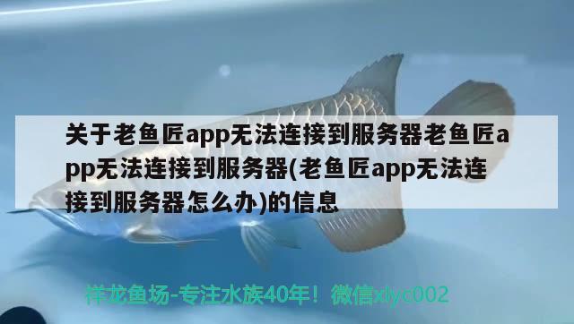 關(guān)于老魚匠app無法連接到服務器老魚匠app無法連接到服務器(老魚匠app無法連接到服務器怎么辦)的信息 老魚匠