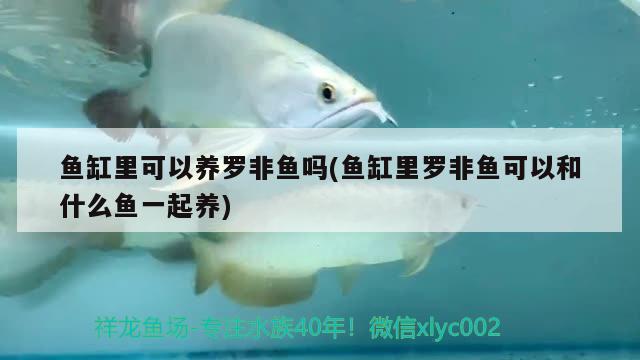 魚缸里可以養(yǎng)羅非魚嗎(魚缸里羅非魚可以和什么魚一起養(yǎng)) 泰國(guó)虎魚（泰虎）