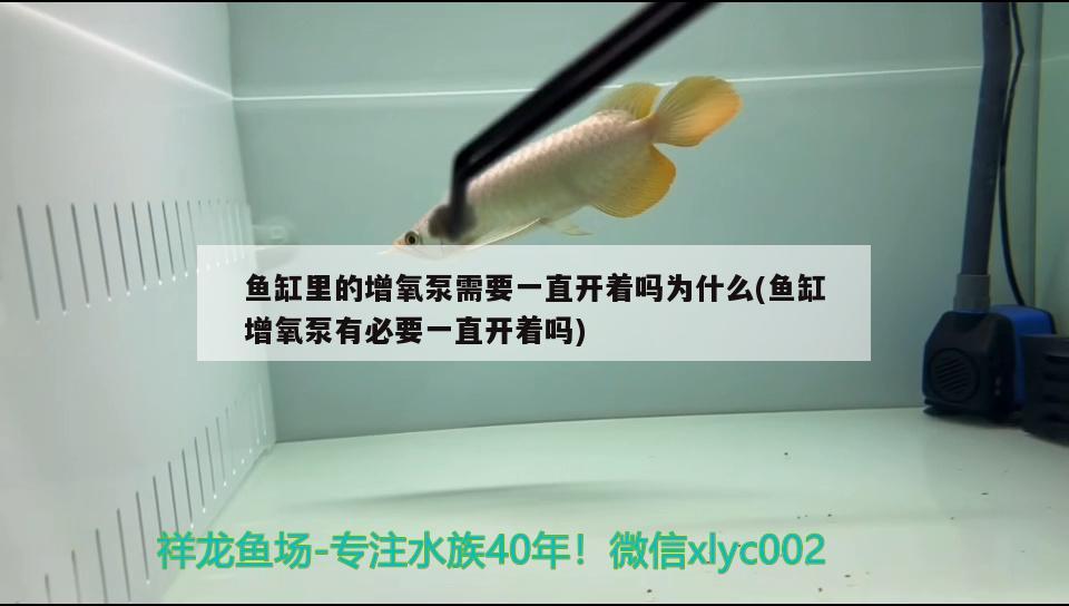 魚缸里的增氧泵需要一直開著嗎為什么(魚缸增氧泵有必要一直開著嗎)