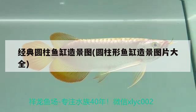 虎皮恐龍魚(yú)能長(zhǎng)多大：虎皮恐龍魚(yú)能長(zhǎng)多大 廣州水族批發(fā)市場(chǎng) 第3張