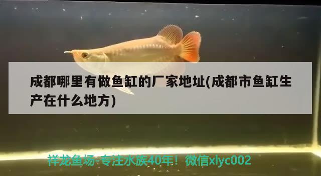 成都哪里有做魚缸的廠家地址(成都市魚缸生產(chǎn)在什么地方) 黃金河虎魚