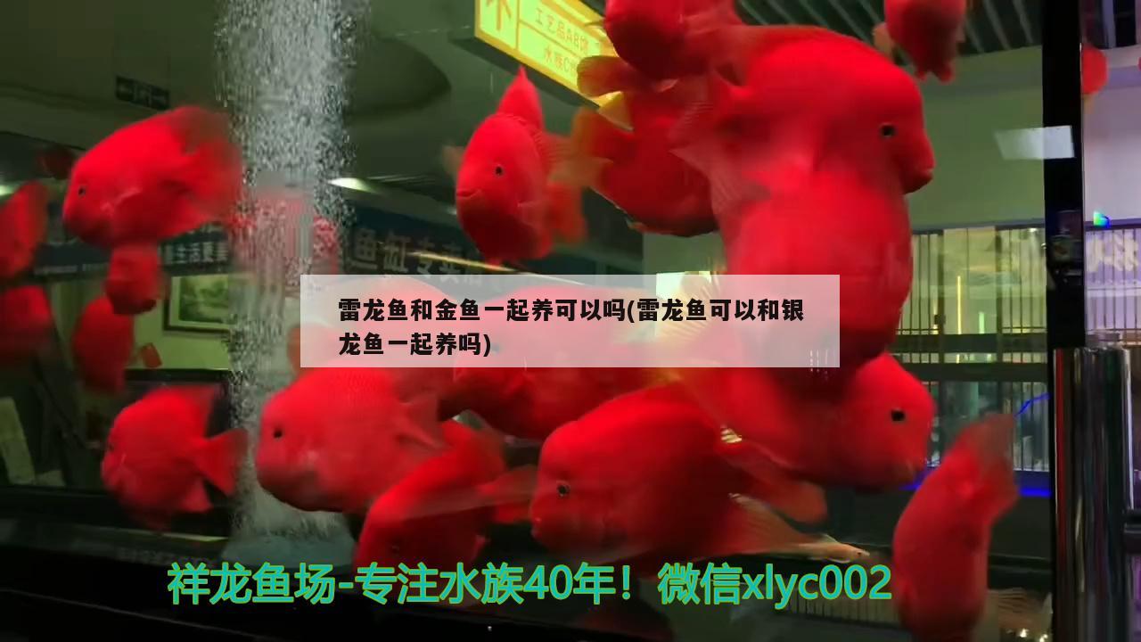 雷龍魚(yú)和金魚(yú)一起養(yǎng)可以嗎(雷龍魚(yú)可以和銀龍魚(yú)一起養(yǎng)嗎) 銀龍魚(yú)