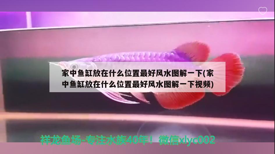 家中魚缸放在什么位置最好風(fēng)水圖解一下(家中魚缸放在什么位置最好風(fēng)水圖解一下視頻) 魚缸風(fēng)水