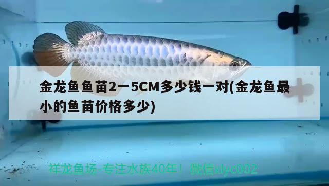 金龍魚魚苗2一5CM多少錢一對(金龍魚最小的魚苗價格多少)