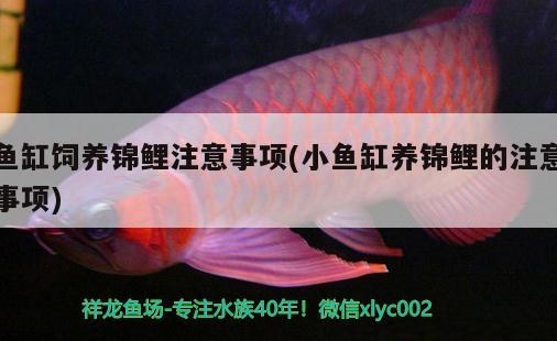 魚缸飼養(yǎng)錦鯉注意事項(xiàng)(小魚缸養(yǎng)錦鯉的注意事項(xiàng)) 魚缸風(fēng)水