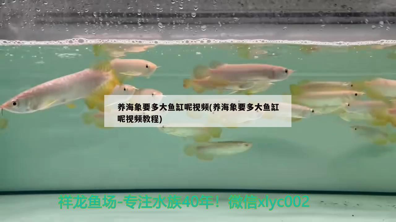 養(yǎng)海象要多大魚(yú)缸呢視頻(養(yǎng)海象要多大魚(yú)缸呢視頻教程) 黃金貓魚(yú)百科