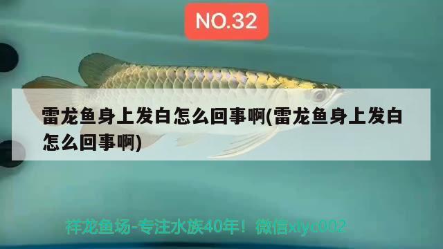 雷龍魚身上發(fā)白怎么回事啊(雷龍魚身上發(fā)白怎么回事啊) 魚缸水泵