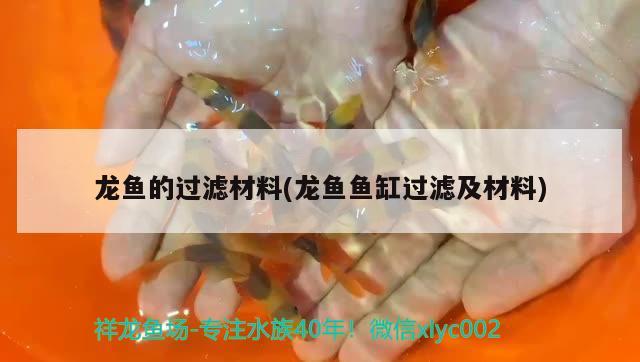 龍魚(yú)的過(guò)濾材料(龍魚(yú)魚(yú)缸過(guò)濾及材料) 黃金招財(cái)貓魚(yú)