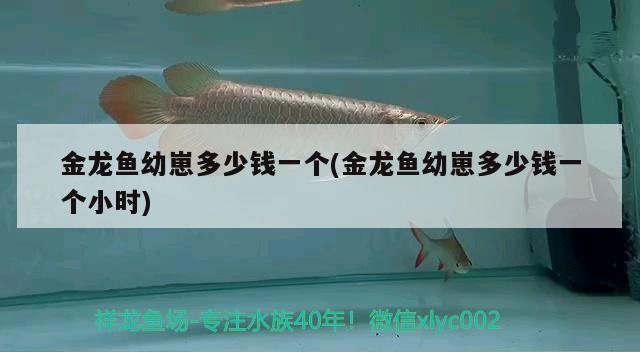 金龍魚幼崽多少錢一個(gè)(金龍魚幼崽多少錢一個(gè)小時(shí))