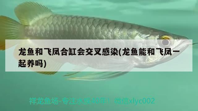 龍魚和飛鳳合缸會交叉感染(龍魚能和飛鳳一起養(yǎng)嗎) 泰國虎魚