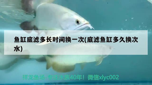 魚(yú)缸底濾多長(zhǎng)時(shí)間換一次(底濾魚(yú)缸多久換次水) 雪龍魚(yú)