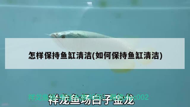 怎樣保持魚缸清潔(如何保持魚缸清潔) 紅白錦鯉魚