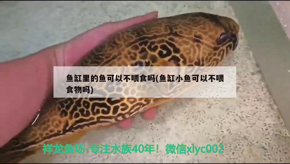 魚缸里的魚可以不喂食嗎(魚缸小魚可以不喂食物嗎) 元寶鳳凰魚