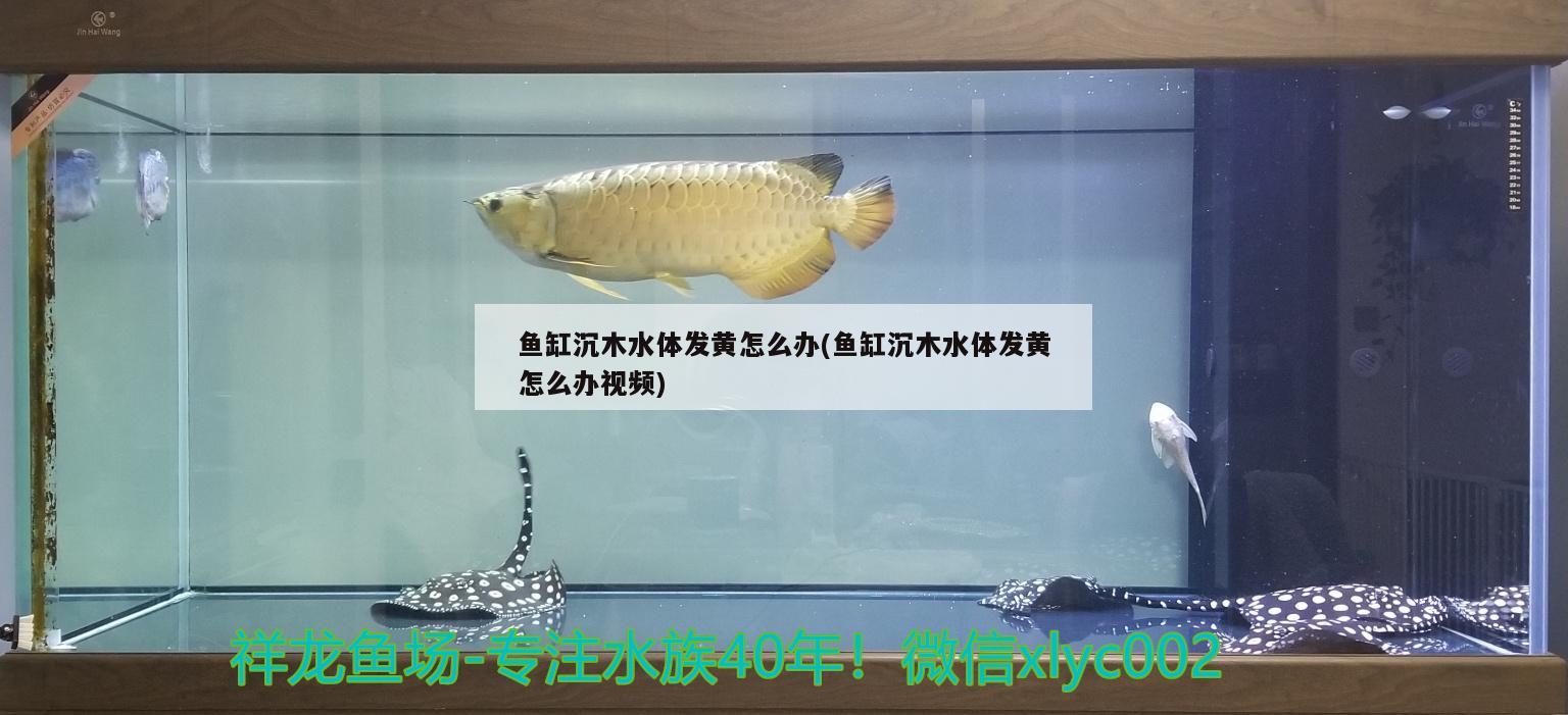 魚缸沉木水體發(fā)黃怎么辦(魚缸沉木水體發(fā)黃怎么辦視頻) 白子銀版魚 第2張