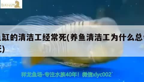 魚缸的清潔工經常死(養(yǎng)魚清潔工為什么總會死)