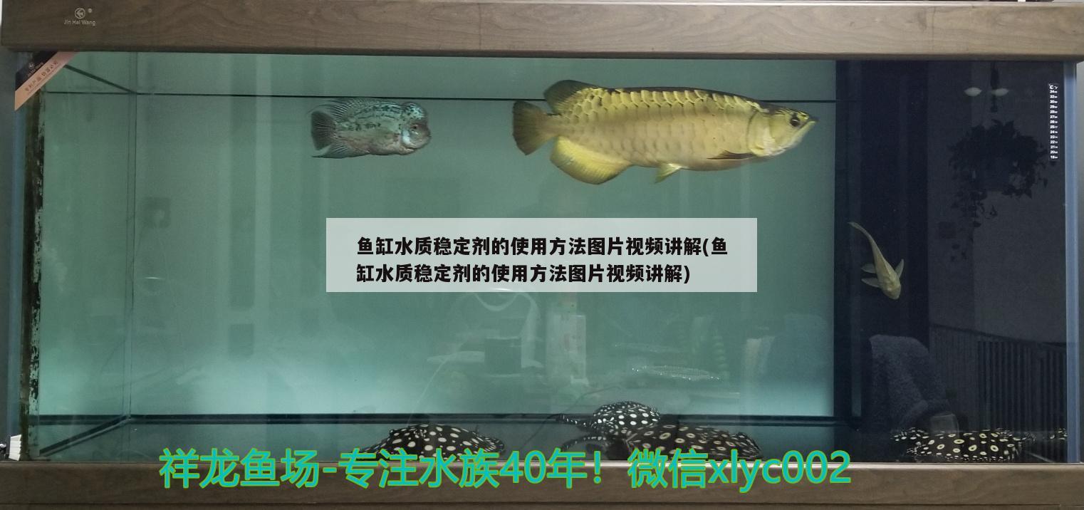 魚缸水質(zhì)穩(wěn)定劑的使用方法圖片視頻講解(魚缸水質(zhì)穩(wěn)定劑的使用方法圖片視頻講解) 純血皇冠黑白魟魚