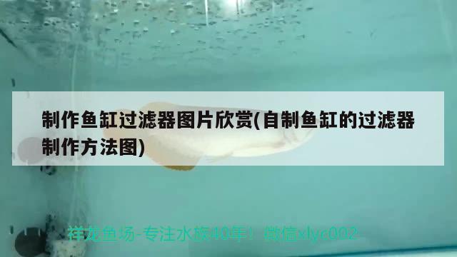 制作魚缸過濾器圖片欣賞(自制魚缸的過濾器制作方法圖) 黃吉金龍（白子金龍魚）