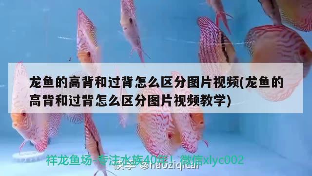 龍魚的高背和過背怎么區(qū)分圖片視頻(龍魚的高背和過背怎么區(qū)分圖片視頻教學)