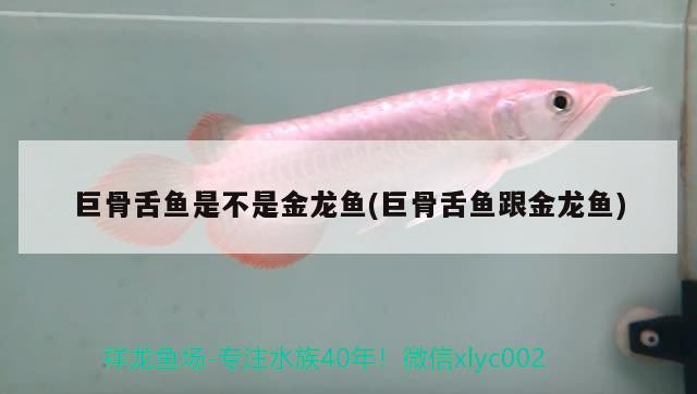 巨骨舌魚是不是金龍魚(巨骨舌魚跟金龍魚) 巨骨舌魚