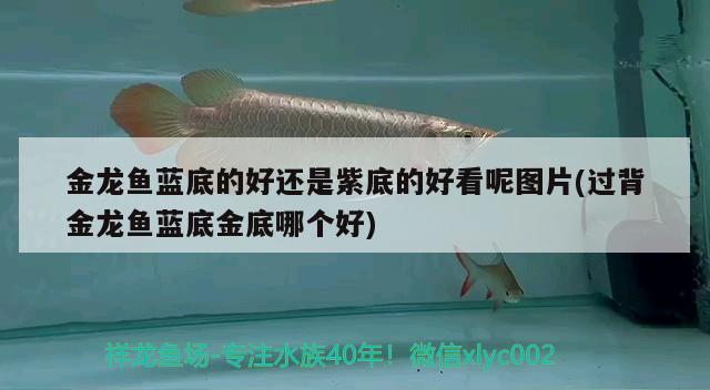 龍魚老撞缸翻身是什么原因呢，龍魚撞缸是什么原因呢，龍魚撞缸翻身怎么辦 飛鳳魚苗 第2張