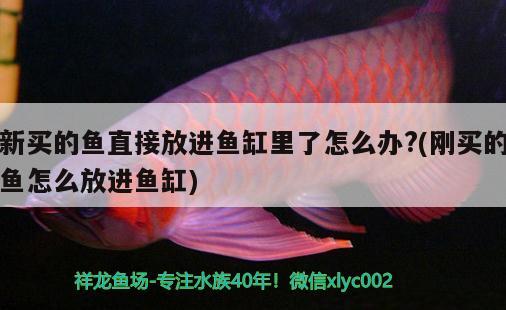 新買的魚直接放進(jìn)魚缸里了怎么辦?(剛買的魚怎么放進(jìn)魚缸)