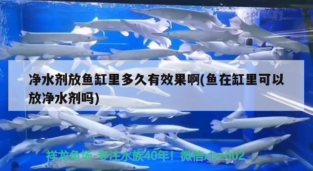 凈水劑放魚缸里多久有效果啊(魚在缸里可以放凈水劑嗎) 丹頂錦鯉魚