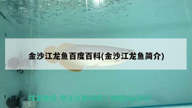 金沙江龍魚百度百科(金沙江龍魚簡(jiǎn)介)