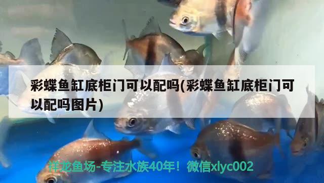 彩蝶魚缸底柜門可以配嗎(彩蝶魚缸底柜門可以配嗎圖片) 黃吉金龍（白子金龍魚）