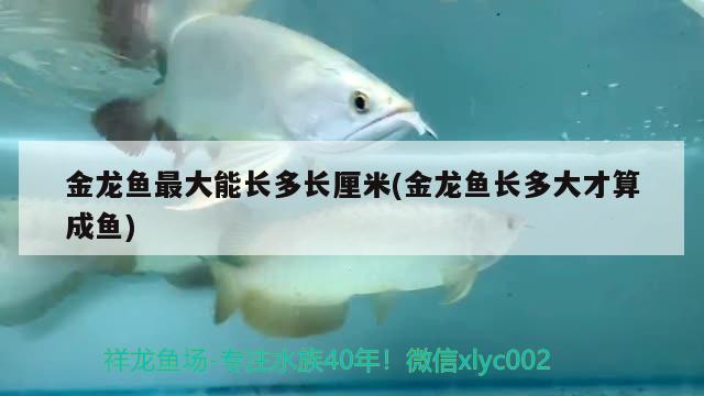 金龍魚(yú)最大能長(zhǎng)多長(zhǎng)厘米(金龍魚(yú)長(zhǎng)多大才算成魚(yú)) 和尚魚(yú)