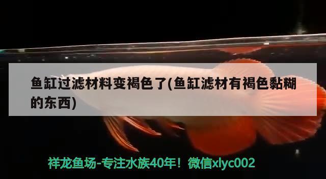 魚(yú)缸過(guò)濾材料變褐色了(魚(yú)缸濾材有褐色黏糊的東西) 高背金龍魚(yú) 第2張