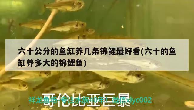 魚缸氧氣泵能用多久：魚缸氧氣泵能用幾年