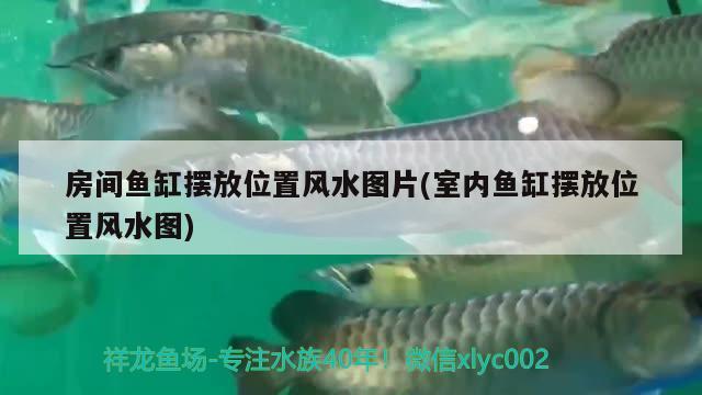 房間魚缸擺放位置風(fēng)水圖片(室內(nèi)魚缸擺放位置風(fēng)水圖) 魚缸風(fēng)水