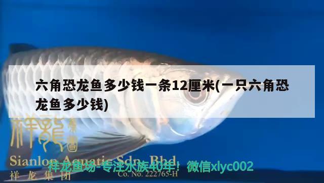 六角恐龍魚多少錢一條12厘米(一只六角恐龍魚多少錢) 月光鴨嘴魚