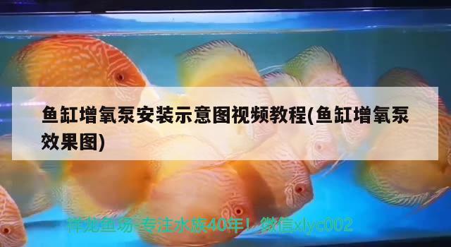 魚缸增氧泵安裝示意圖視頻教程(魚缸增氧泵效果圖) 黃金夢幻雷龍魚