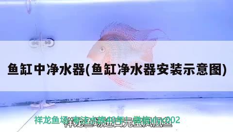 黃色的觀賞魚：黃色的觀賞魚能吃嗎