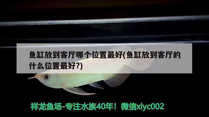 魚缸放到客廳哪個位置最好(魚缸放到客廳的什么位置最好?) 錦鯉池魚池建設