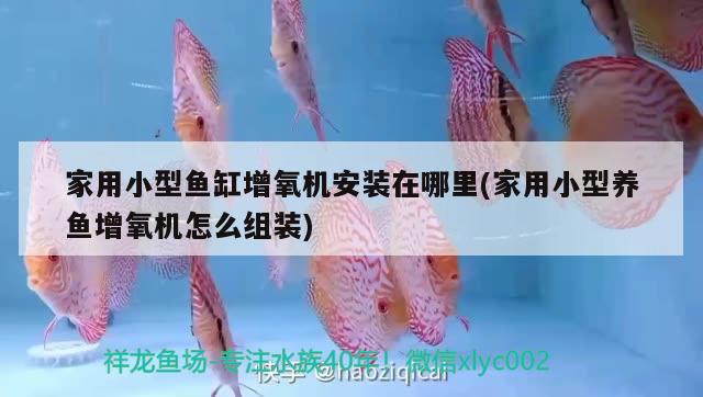 云浮水族批發(fā)市場在哪里啊最近（鄭州水族批發(fā)市場在哪里） 養(yǎng)魚知識 第1張