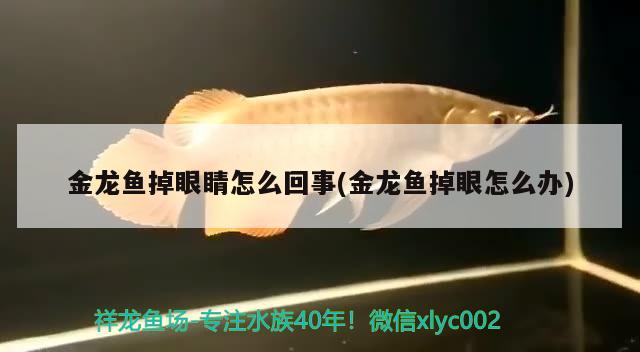 金龍魚掉眼睛怎么回事(金龍魚掉眼怎么辦) 刀魚魚