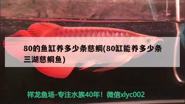 80的魚(yú)缸養(yǎng)多少條慈鯛(80缸能養(yǎng)多少條三湖慈鯛魚(yú))