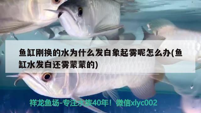 魚缸剛換的水為什么發(fā)白象起霧呢怎么辦(魚缸水發(fā)白還霧蒙蒙的)