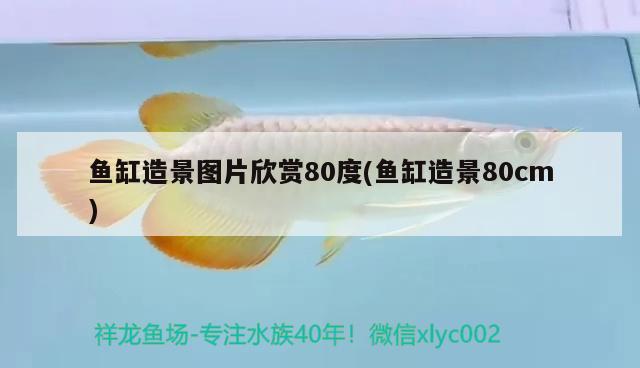 魚缸造景圖片欣賞80度(魚缸造景80cm)