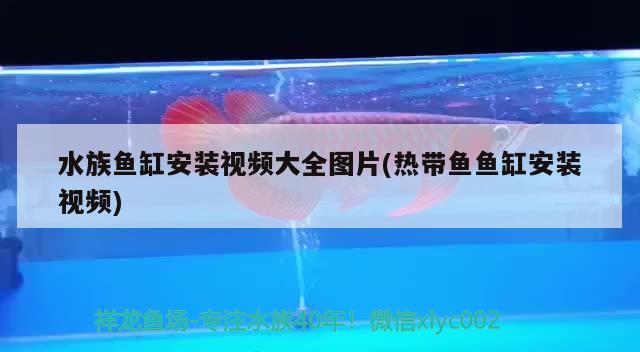 水族魚缸安裝視頻大全圖片(熱帶魚魚缸安裝視頻) 哥倫比亞巨暴魚苗