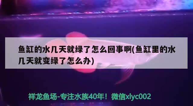 魚缸的水幾天就綠了怎么回事啊(魚缸里的水幾天就變綠了怎么辦) 野生地圖魚